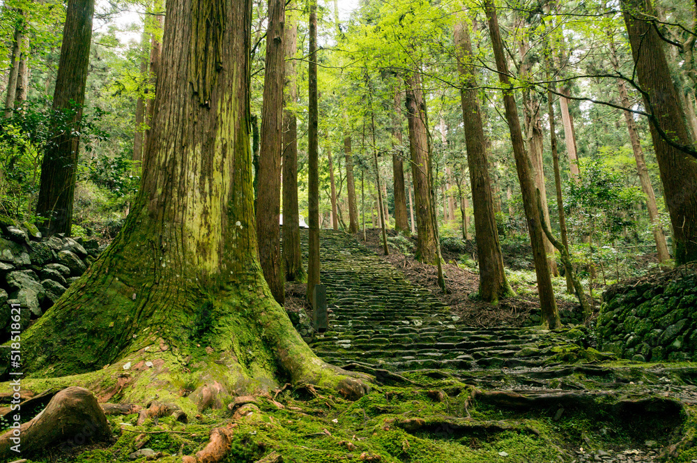 Fototapeta premium 京都 高山寺の原生林に育つ苔むした大木
