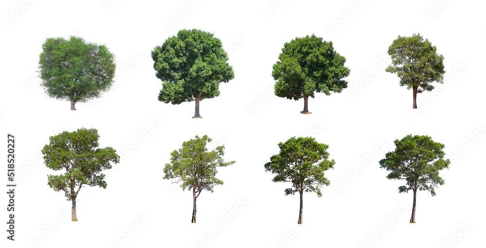 Fototapeta premium Tree collection isolated on white background.