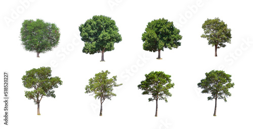 Tree collection isolated on white background.