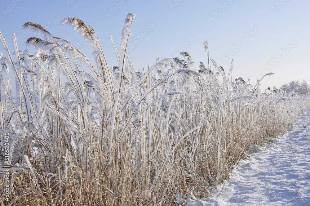 Fototapeta premium Frozen Reed, Reeuwijk