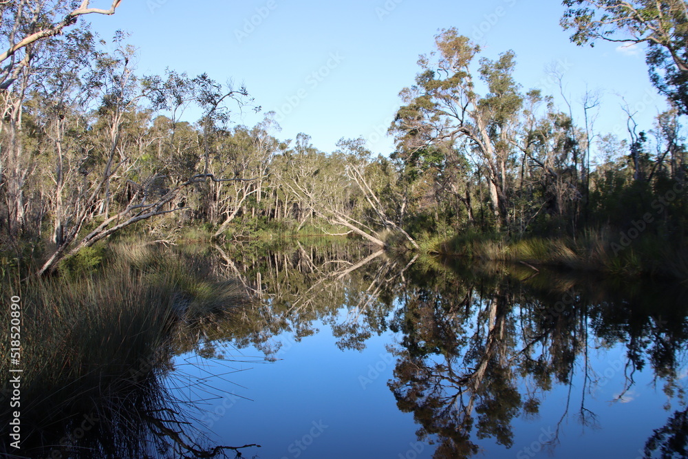 Reflections in the Noosa Everglades, Sunshine Coast, Queensland, Australia.