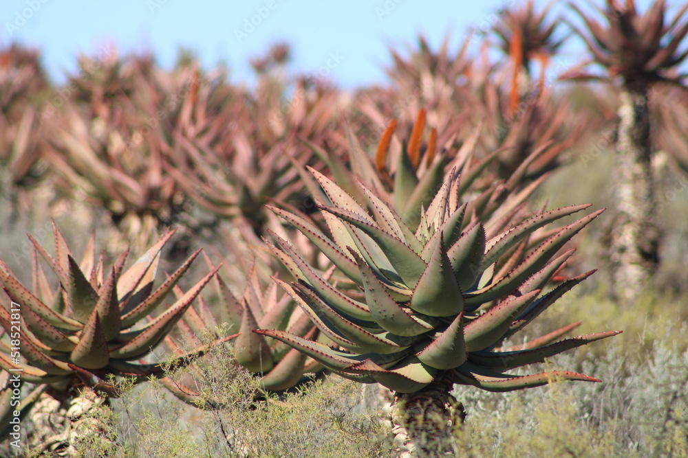 South African wild cape aloe ferox plants and aloe flower South African wild cape aloe ferox plants and aloe flower