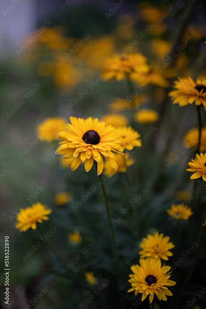 yellow flowers echinacea in the garden yellow flowers echinacea in the garden