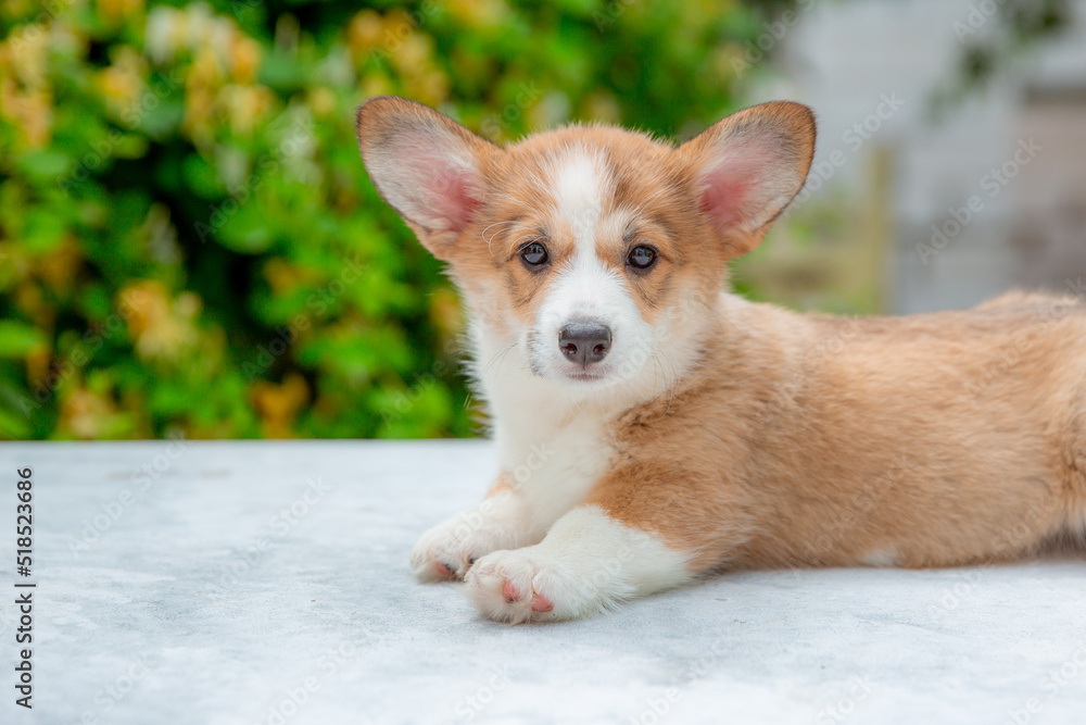 welsh corgi puppy in summer on a background of flowers , calendar welsh corgi puppy in summer on a background of flowers , calendar