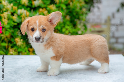 welsh corgi puppy in summer on a background of flowers , calendar