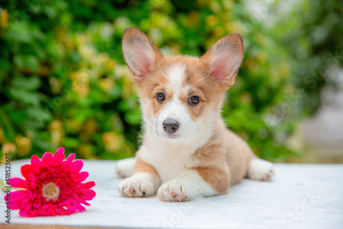 welsh corgi puppy in summer on a background of flowers   calendar