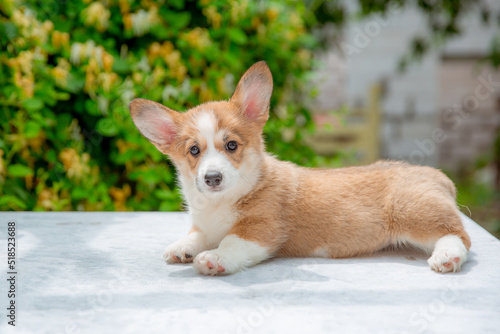 welsh corgi puppy in summer on a background of flowers   calendar