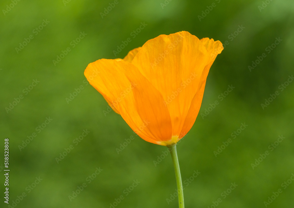 Fototapeta premium Poppy