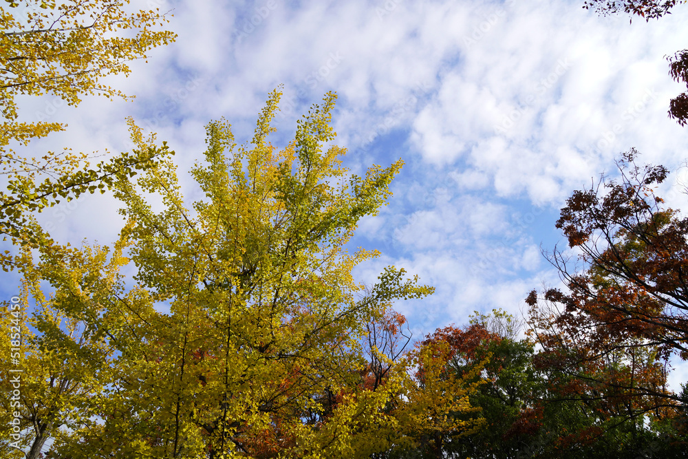 Obraz premium 秋の木々