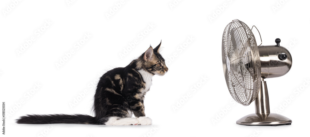 Expressive black tabby Maine Coon cat kitten, sitting side ways looking  towards metal ventilator. Looking curious towards camera. Isolated on a  white background. Stock Photo | Adobe Stock