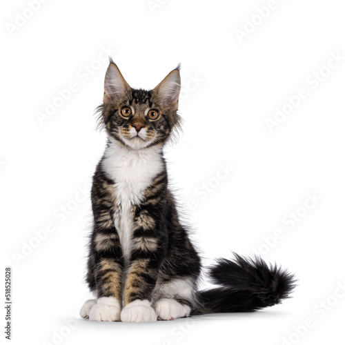 Expressive black tabby Maine Coon cat kitten, sitting facing front with moving tail. Looking curious towards camera. Isolated on a white background.
