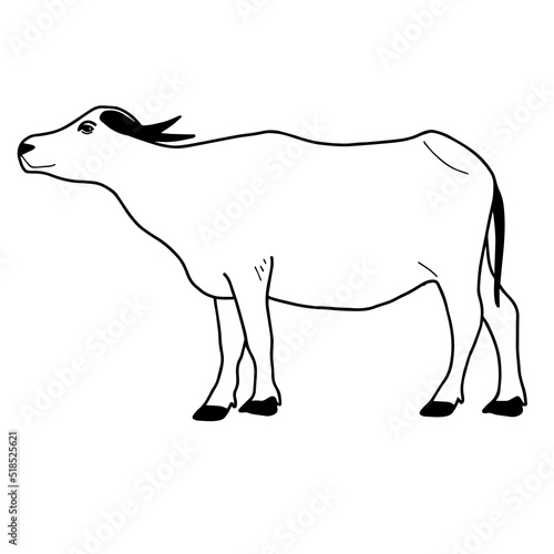 Water buffalo or Thai buffalo vector. Side view.  Vector illustration on the white