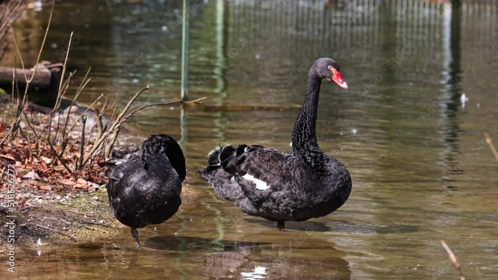 The Black Swan, Cygnus atratus is a large waterbird, a species of swan which breeds mainly in the southeast and southwest regions of Australia. The Black Swan, Cygnus atratus is a large waterbird, a species of swan which breeds mainly in the southeast and southwest regions of Australia.