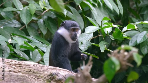 L'Hoest's Monkey Sitting On Tree Log In The Forest. - close up photo