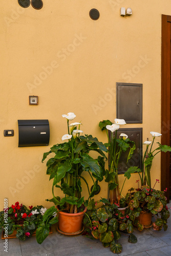 Potted plants of white arum lily (Zantedeschia aethiopica) and cyclamen in front of a house, Italy