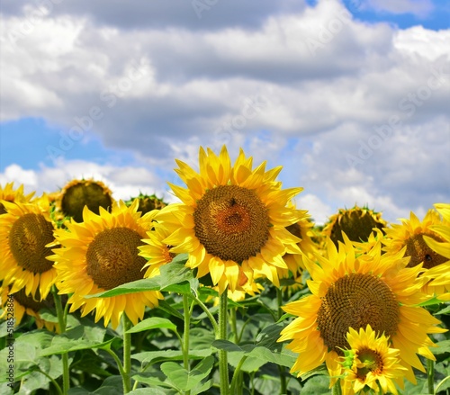 sunflower field in the summer