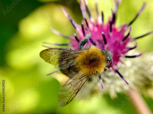 bee on a flower © Олег Коломиец