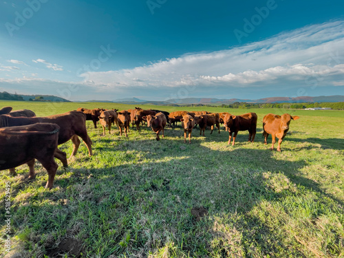 Beef cow herd in grass field