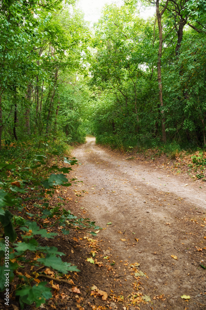 Fototapeta premium ground road in the wild forest, beautiful summer landscape, bright sunlight through the trees