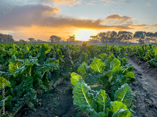 Spinach field rows