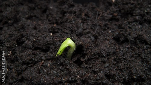 Plant growing timelapse, sprout germination close up macro shot