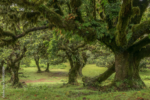 Madeira, Feenwald, Fanal, Lorbberbäume, Lorbeerwald