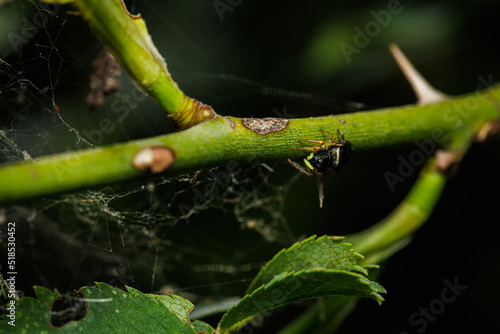 Macro photography of a spider
