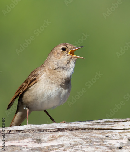 Thrush nightingale, Luscinia luscinia. An early morning bird sings, sitting on an old log