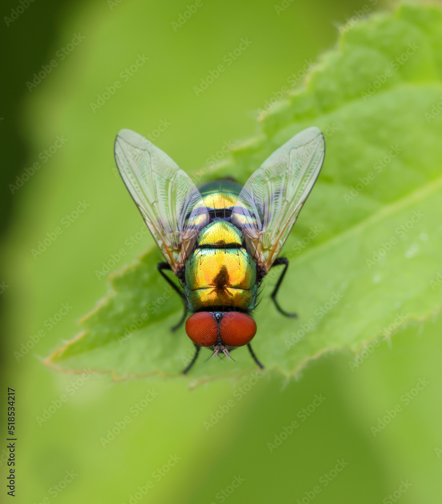 Close up macro photo of a colorful garden fly. Close up macro photo of a colorful garden fly.