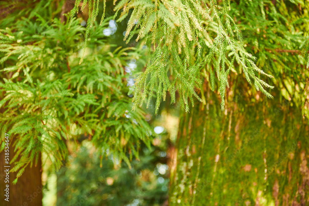 beautiful coniferous tree in the botanical garden beautiful coniferous tree in the botanical garden