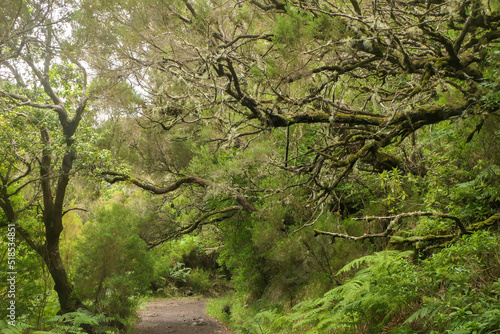Madeira, Feenwald, Fanal, Lorbeerwald