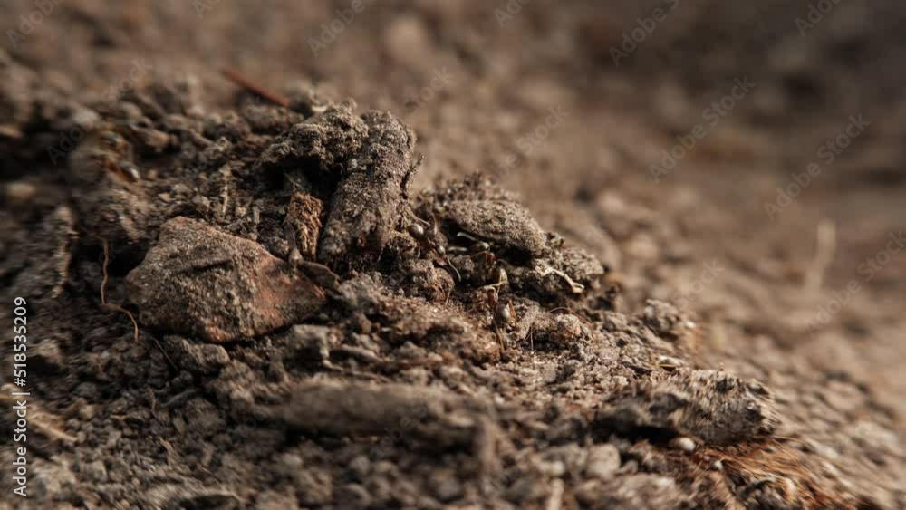 Black ants on the soil surface. Macro shot, real-time. Black ants on the soil surface. Macro shot, real-time.