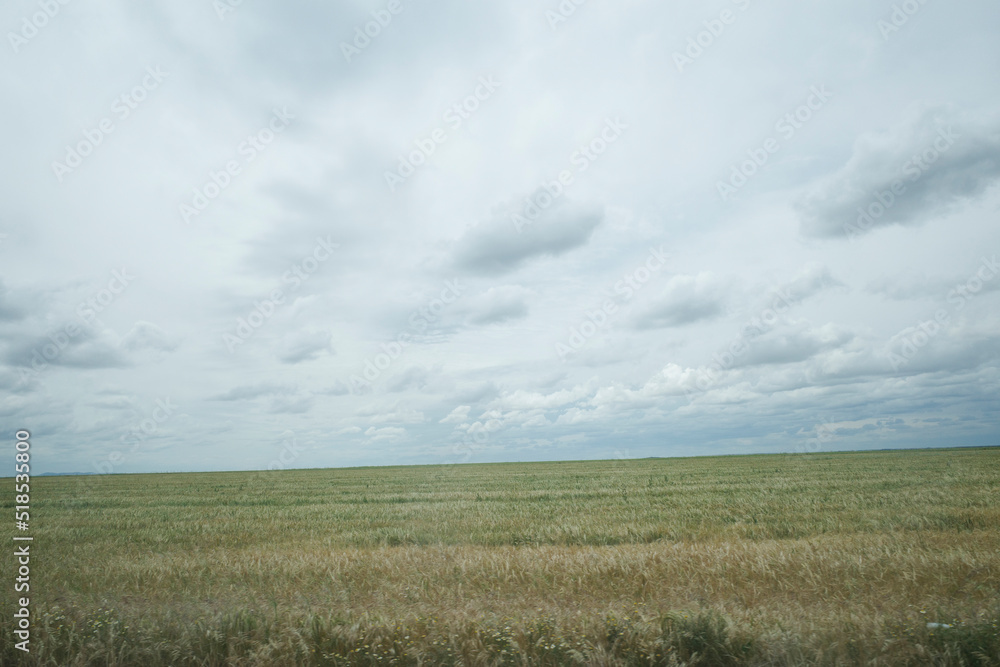 field of wheat field of wheat