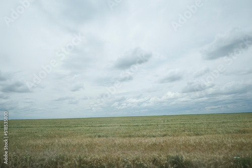 field of wheat