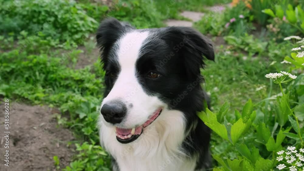 Outdoor portrait of cute smiling puppy border collie sitting on park background. Little dog with funny face in sunny summer day outdoors. Pet care and funny animals life concept Outdoor portrait of cute smiling puppy border collie sitting on park background. Little dog with funny face in sunny summer day outdoors. Pet care and funny animals life concept
