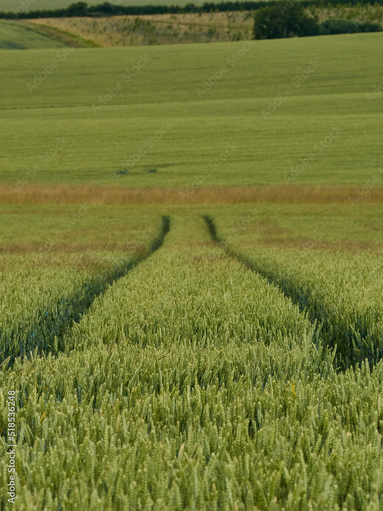 Diminishing tractor tracks extend off through sunlit hills and rolling fields of wheat; a view of the green and pleasant lands.