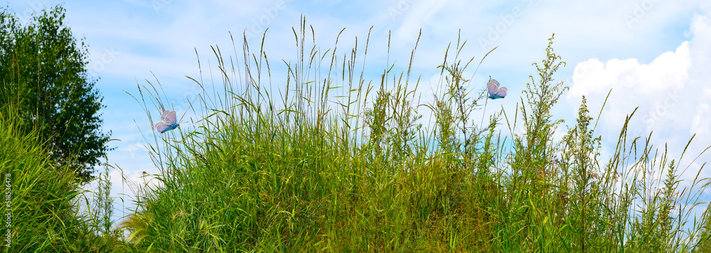 Spring or summer meadow with tall green grass and trees. Blue sky with white clouds on a bright sunny day. Panoramic view