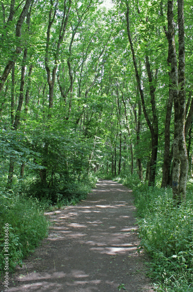 Mysterious path in the middle of wooden coniferous forrest, surrounded by green bushes and leaves. Narrow road in the park. High quality photo Mysterious path in the middle of wooden coniferous forrest, surrounded by green bushes and leaves. Narrow road in the park. High quality photo