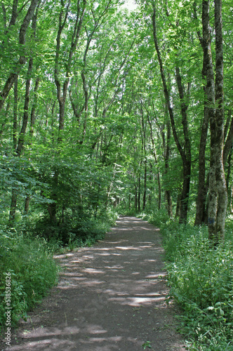 Mysterious path in the middle of wooden coniferous forrest  surrounded by green bushes and leaves. Narrow road in the park. High quality photo