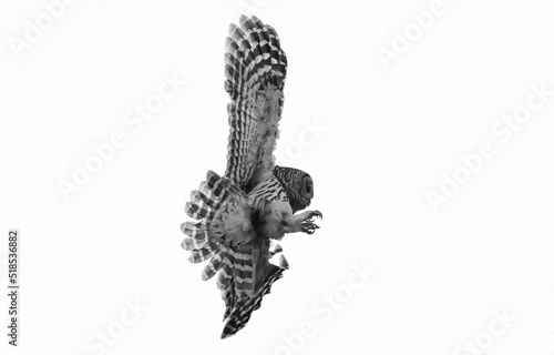 Mama Barred owl flying back to its baby