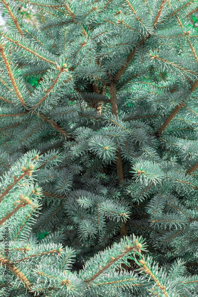 Branches of a blue pine close-up outdoors