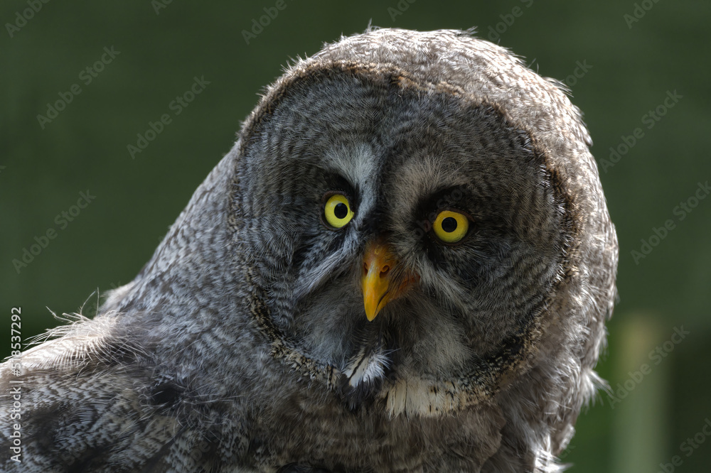 great grey owl close up great grey owl close up