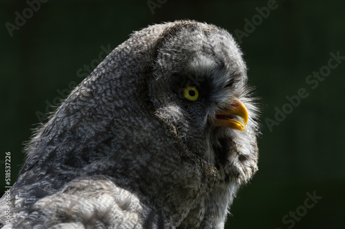 great grey owl close up