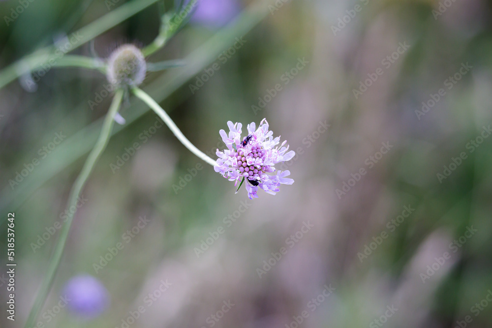 Macro photography of a flower Macro photography of a flower