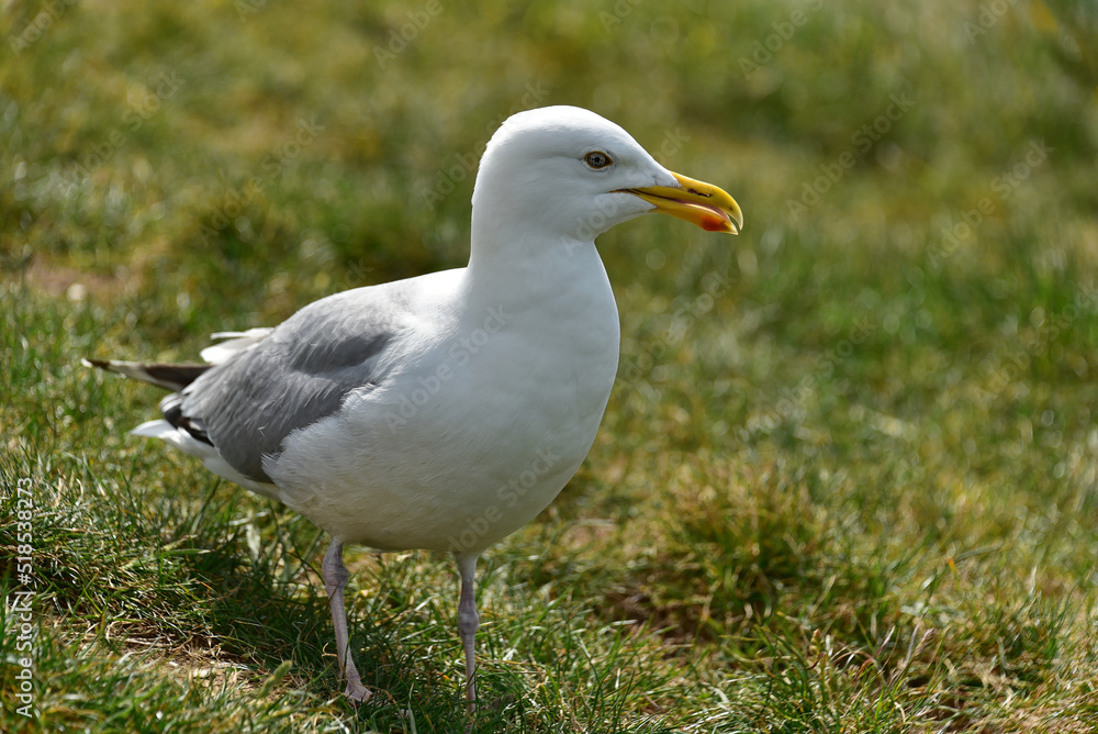 Frankreich - Étretat - Silbermöwe - Larus argentatus Frankreich - Étretat - Silbermöwe - Larus argentatus