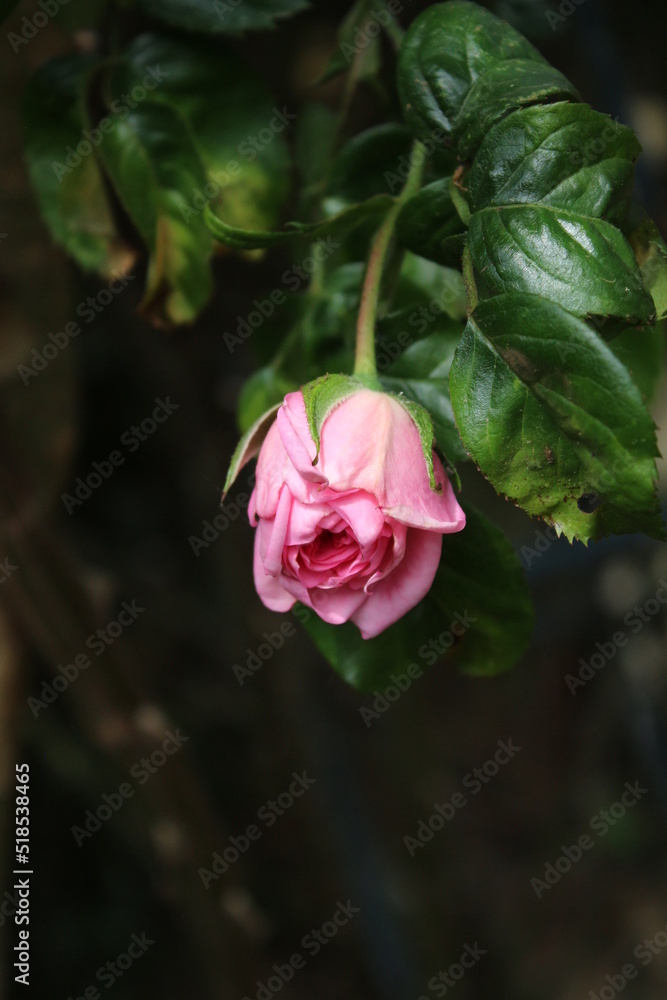Symbolisch für Blüten. Rosa Rosenstrauch. Fotografie in Nahaufnahme. Königin der Blumen. Ein buschiger Baum mit rosa Blüten. Rosenknospen sind von grünen Blättern umgeben. Die natürliche Umgebung. 