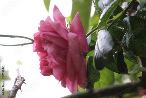 Symbolisch für Blüten. Rosa Rosenstrauch. Fotografie in Nahaufnahme. Königin der Blumen. Ein buschiger Baum mit rosa Blüten. Rosenknospen sind von grünen Blättern umgeben. Die natürliche Umgebung.  photo