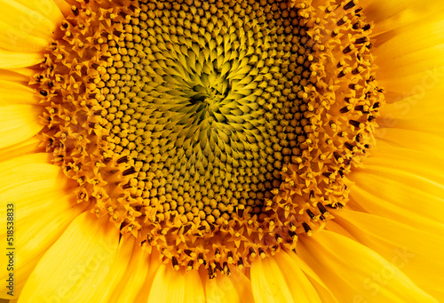beautiful sunflower in the detail