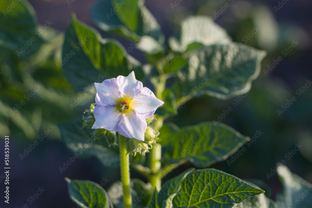 White potato flower. Potato flower. White potato flower. Potato flower.