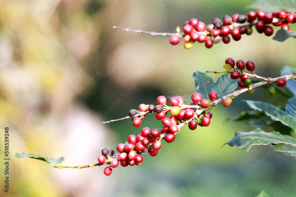 coffee berries coffee berries